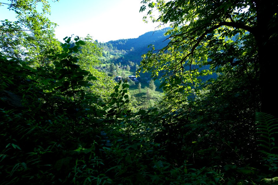 Başköy Senoz Çayeli Rize