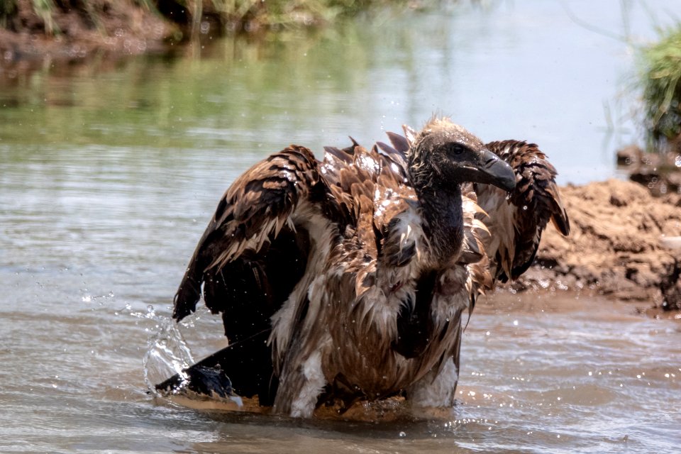 (Accipitriformes: Accipitridae) Gyps africanus, Vitryggig gam / White-backed vulture