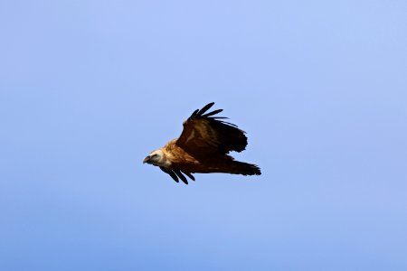 Griffon Vulture