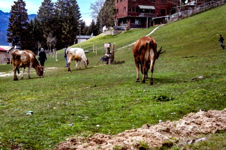 Ayder yaylası Çamlıhemşin Rize