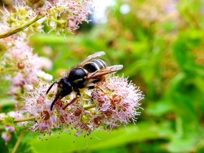 zzz (Hymenoptera: Vespidae) Vespula vulgaris, Vanlig geting / Common wasp