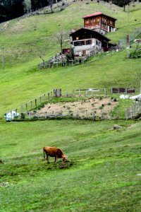 Ayder yaylası Çamlıhemşin Rize