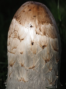 Coprinus comatus asparagus mushroom porcelain comatus