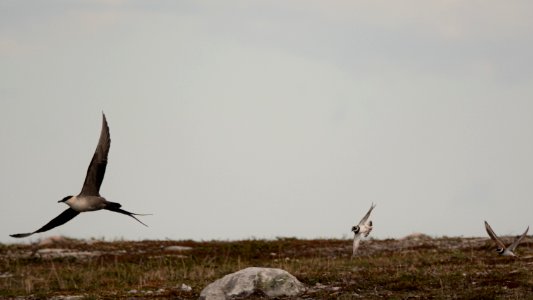 (Charadriiformes: Stercorariidae) Stercorarius longicaudus, Fjällabb / Long-tailed skua