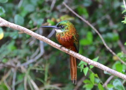 Rufous-tailed Jacamar, Tobago
