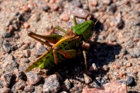 (Orthoptera: Tettigoniidae) Decticus verrucivorus ♂, Vårtbitare / Wart-biter