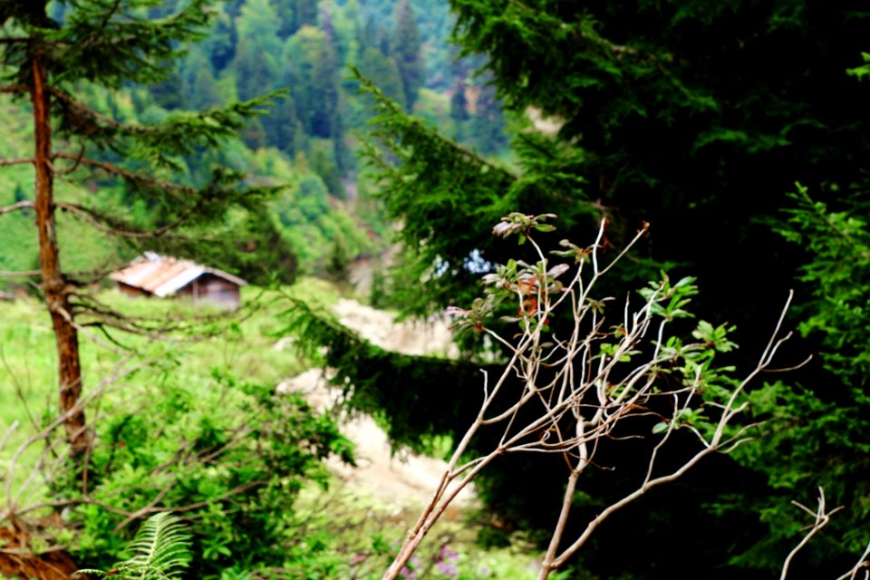 Çahçor yaylası Senoz Çayeli Rize