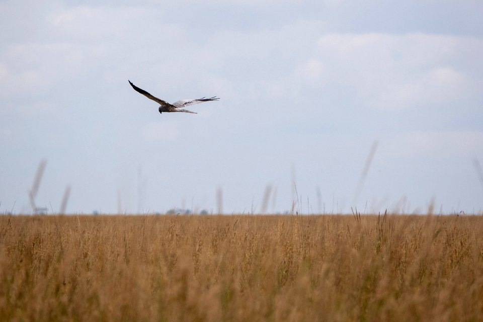 (Accipitriformes: Accipitridae) Circus pygargus ♂, Ängshök / Montagu's harrier