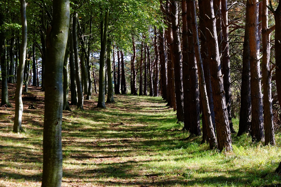 Nature forest landscape forest trees