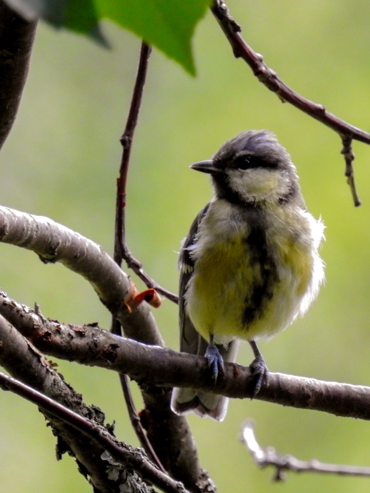 (Passeriformes: Paridae) Parus major 1K, Talgoxe / Great tit - Free ...