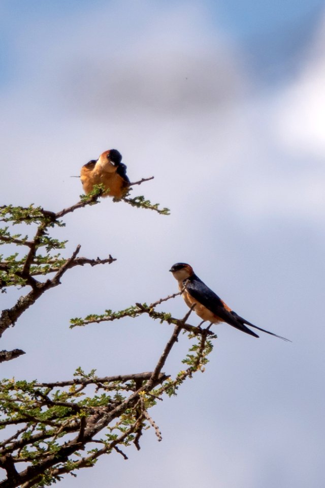 (Passeriformes: Hirundinidae) Cecropis daurica, Rostgumpsvala / Red-rumped swallow
