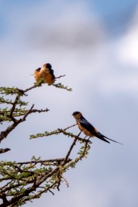(Passeriformes: Hirundinidae) Cecropis daurica, Rostgumpsvala / Red-rumped swallow