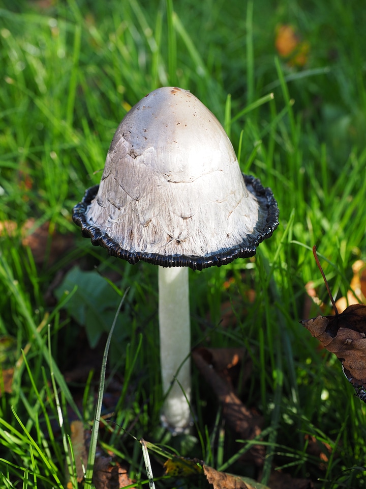 Coprinus comatus asparagus mushroom porcelain comatus