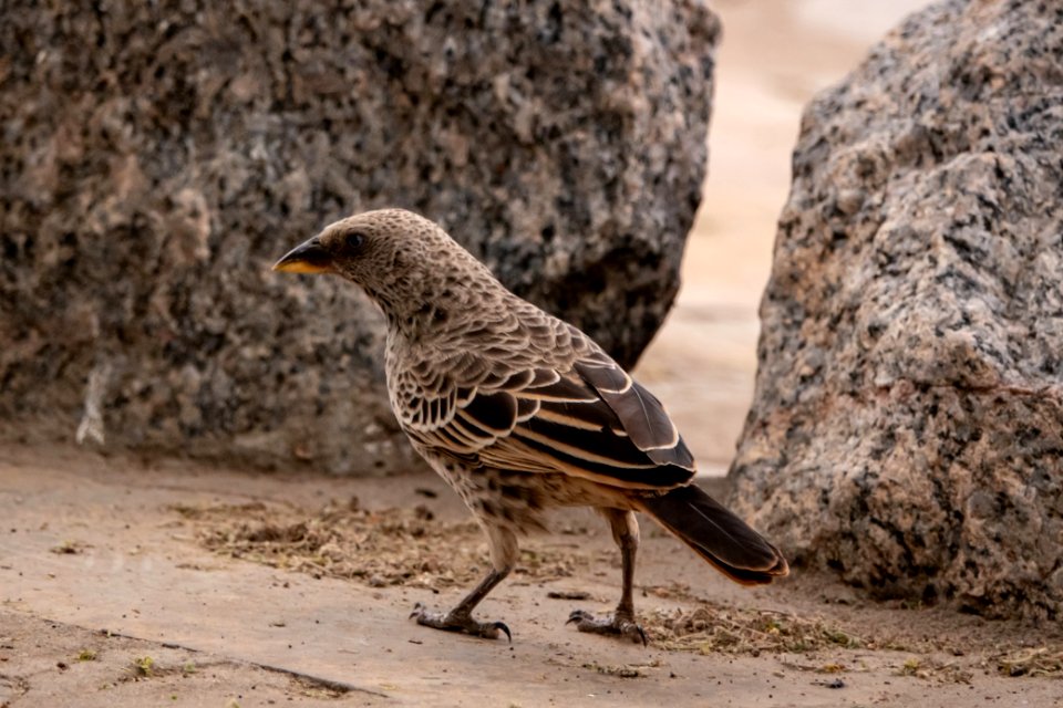 (Passeriformes: Ploceidae) Histurgops ruficauda, Serengetivävare / Rufous-tailed weaver