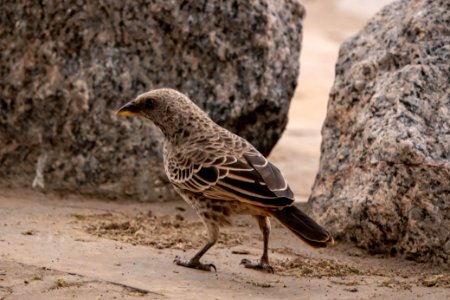 (Passeriformes: Ploceidae) Histurgops ruficauda, Serengetivävare / Rufous-tailed weaver