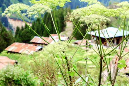 Çahçor yaylası Senoz Çayeli Rize