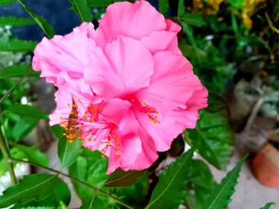 Never expected a flower to blossom in school premises