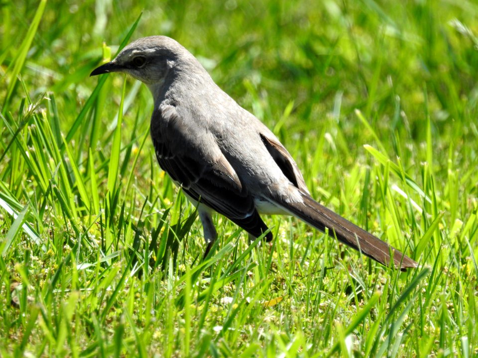 (Passeriformes: Mimidae) Mimus polyglottos, Nordlig härmtrast / Northern mockingbird