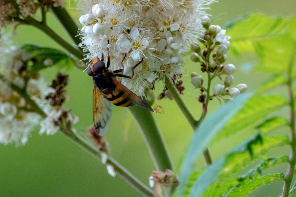 (Diptera: Syrphidae) Volucella inanis, Bålgetingblomfluga
