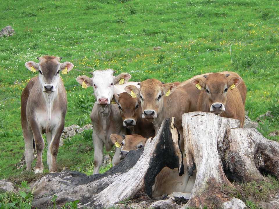 Alpine pasture switzerland group