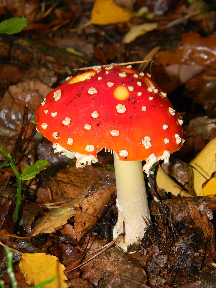 Fly agaric red mushrooms poisonous