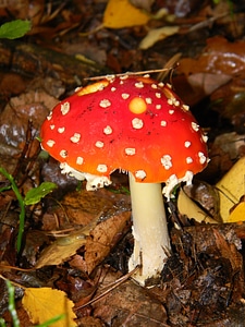 Fly agaric red mushrooms poisonous