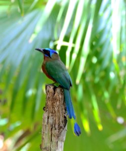 Blue-crowned Motmot, Little Tobago