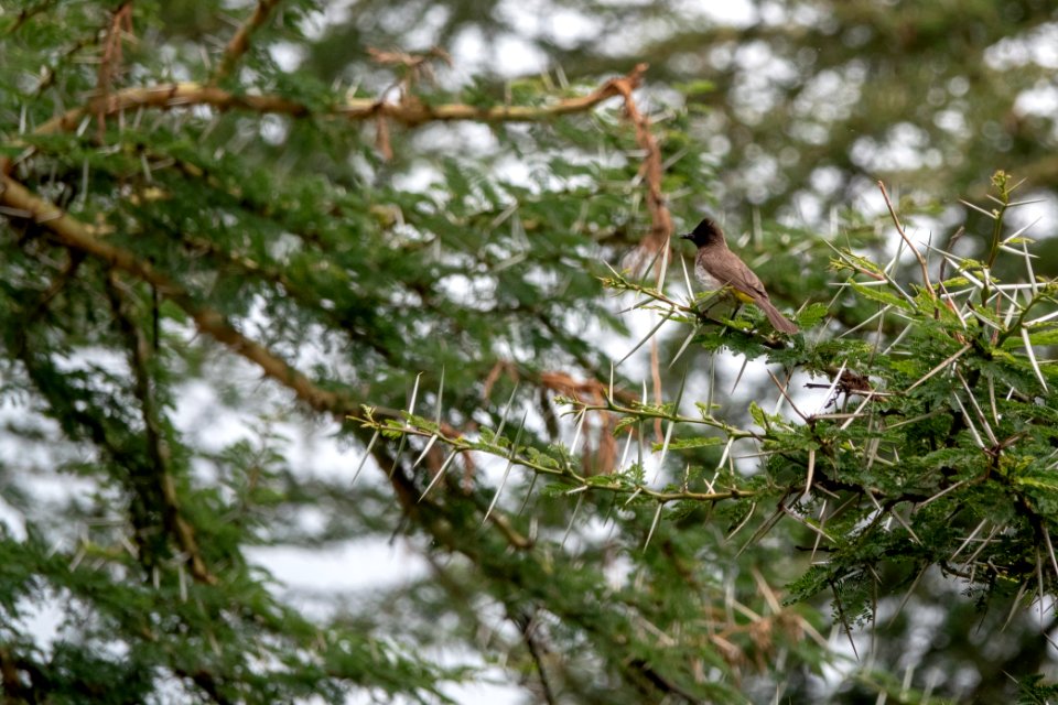 (Passeriformes: Pycnonotidae) Pycnonotus barbatus, Trädgårdsbulbyl / Common bulbul