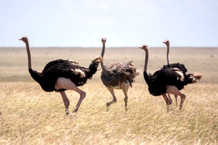 (Struthioniformes: Struthionidae) Struthio camelus, Struts / Ostrich