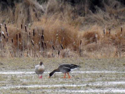 (Anseriformes: Anatidae) Anser brachyrhynchus, Spetsbergsgås / Pink-footed goose
