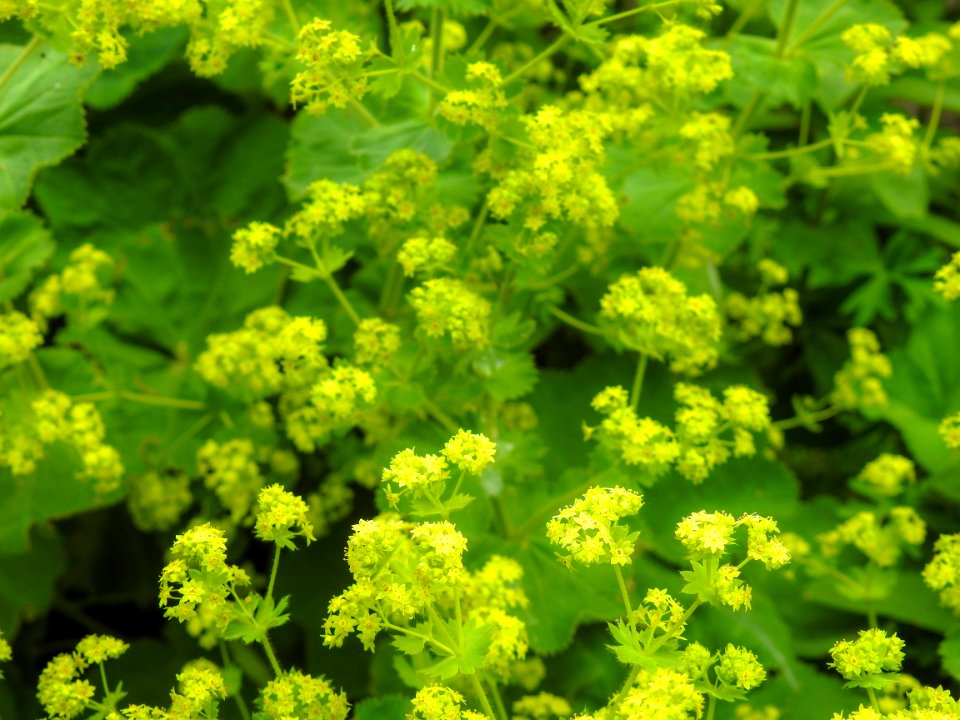 (Rosales: Rosaceae) Alchemilla mollis, Jättedaggkåpa / Lady's-mantle