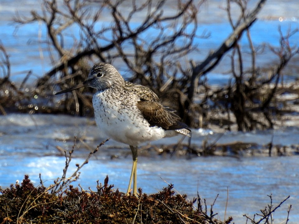 (Charadriiformes: Scolopacidae) Tringa nebularia, Gluttsnäppa / Greenshank