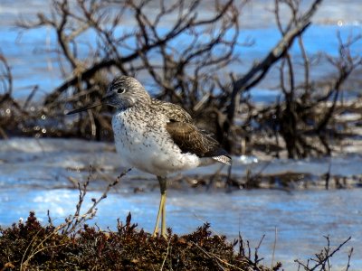 (Charadriiformes: Scolopacidae) Tringa nebularia, Gluttsnäppa / Greenshank photo