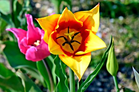Tulips photo