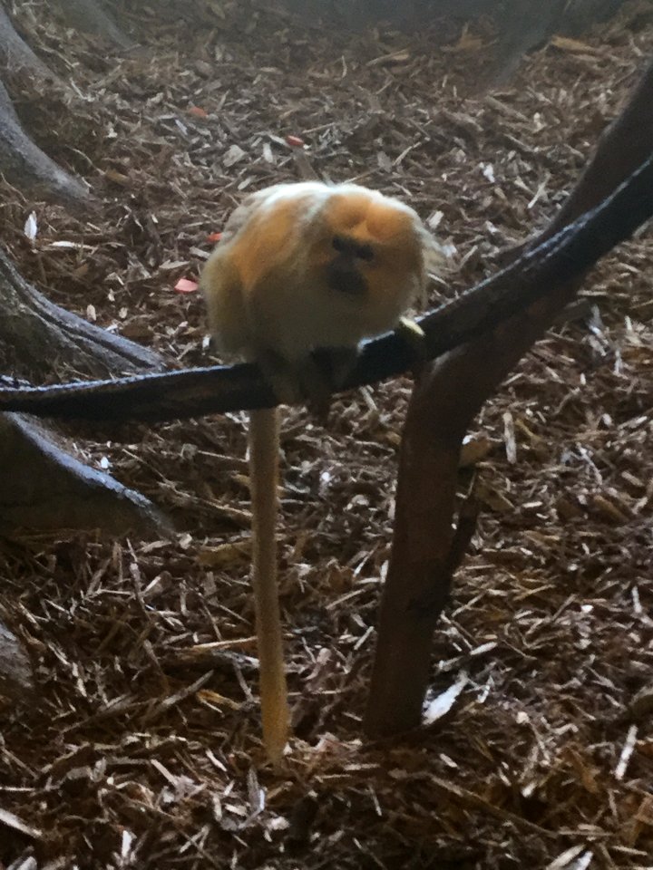 Zoo Animals