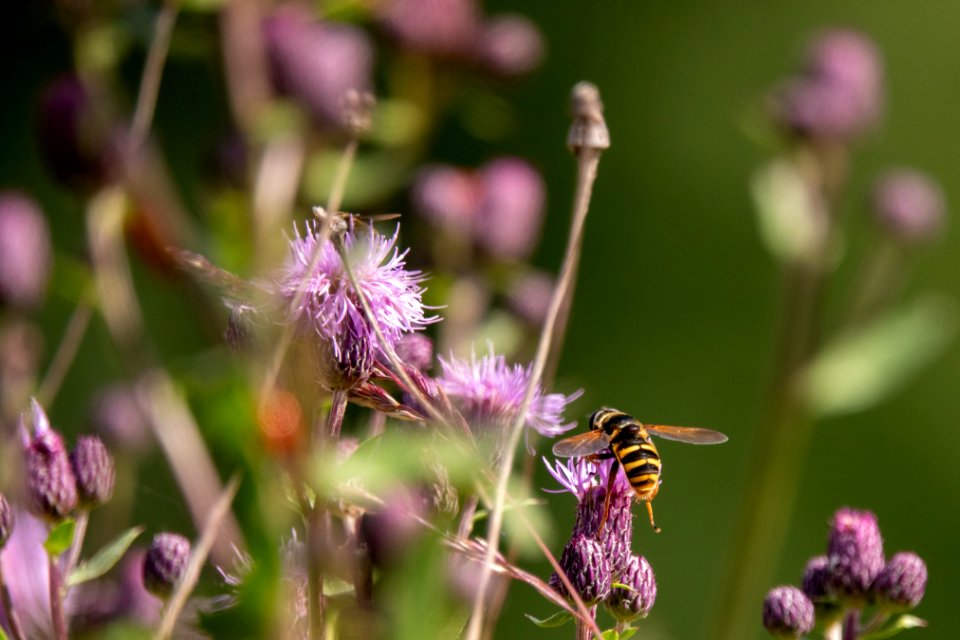(Diptera: Syrphidae) Sericomyia silentis, Ljungtorvblomfluga