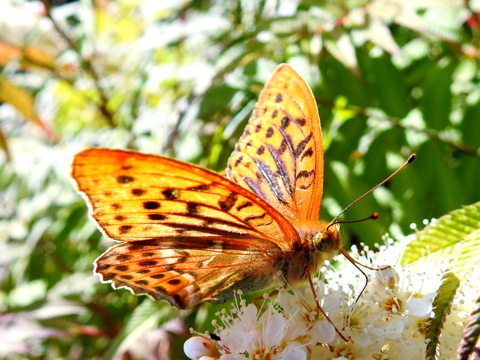 (Lepidoptera: Nymphalidae) Argynnis paphia ♂, Silverstreckad pärlemorfjäril / Silver-washed fritillary