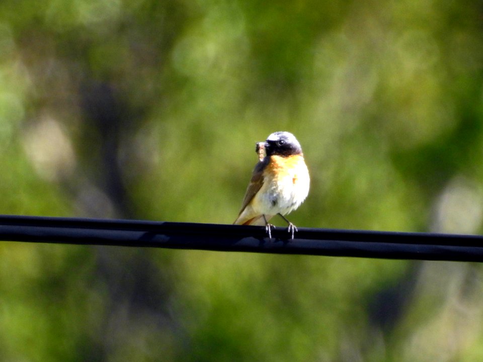 (Passeriformes: Muscicapidae) Phoenicurus phoenicurus ♂, Rödstjärt / Redstart