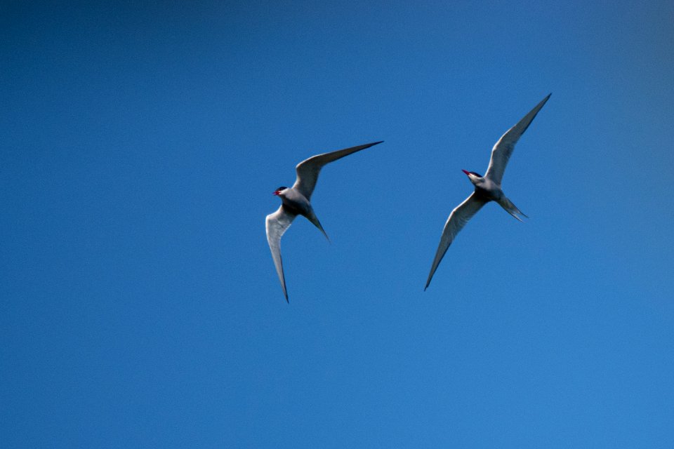(Charadriiformes: Laridae) Sterna paradisaea, Silvertärna / Arctic tern