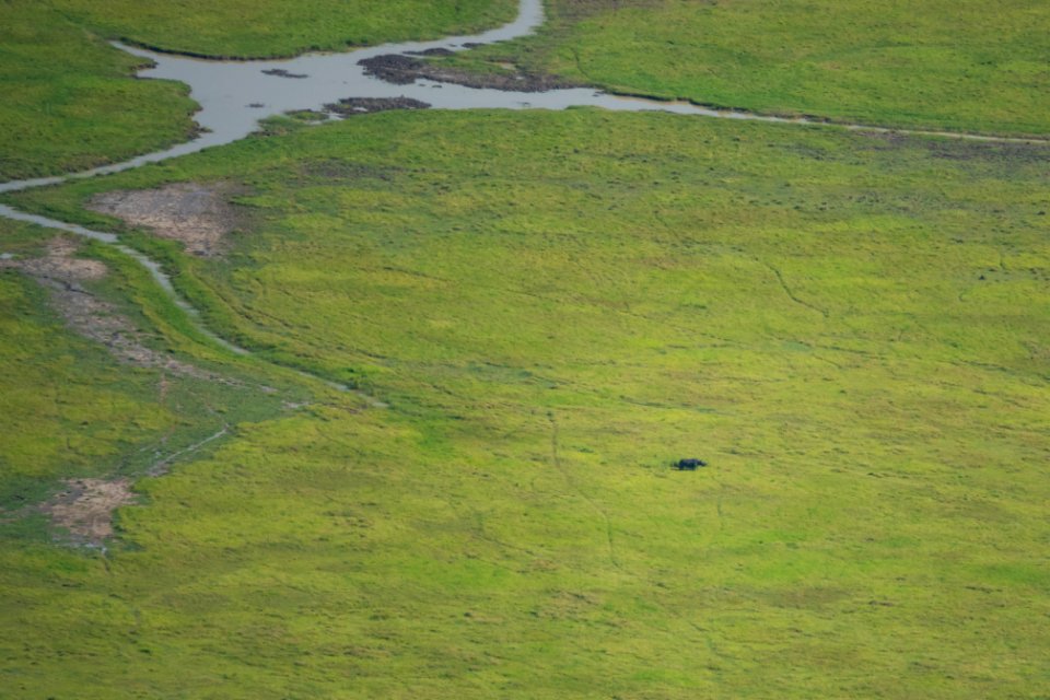 (Perissodactyla: Rhinocerotidae) Diceros bicornis, Spetsnoshörning / Black rhinoceros