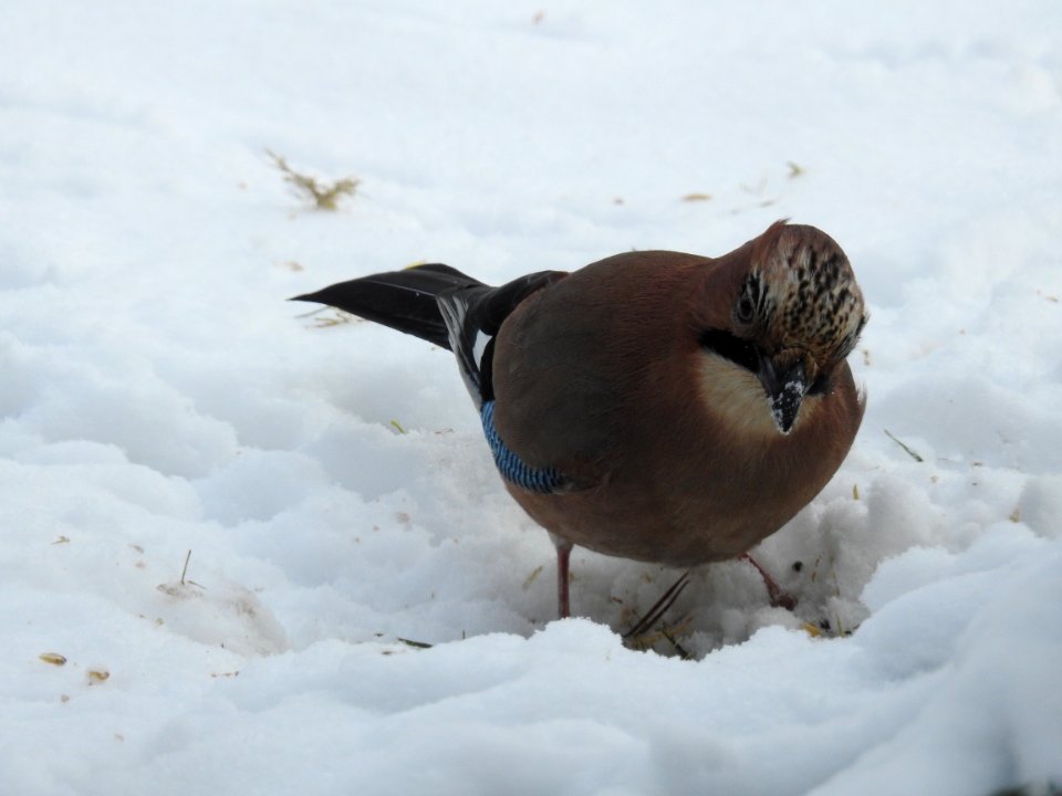 (Passeriformes: Corvidae) Garrulus glandarius, Nötskrika / Jay