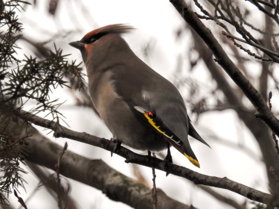(Passeriformes: Bombycillidae) Bombycilla garrulus, Sidensvans / Bohemian waxwing