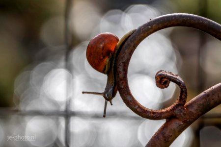 snail's pace