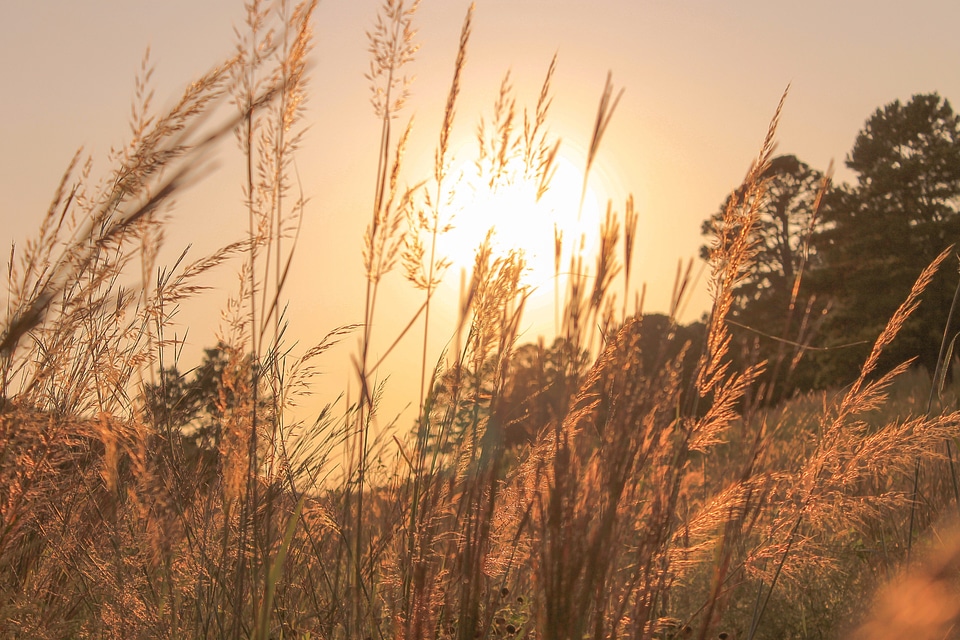 Meadow nature summer