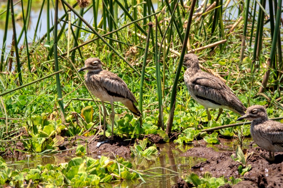 (Charadriiformes: Burhinidae) Burhinus vermiculatus, Vattentjockfot / Water thick-knee