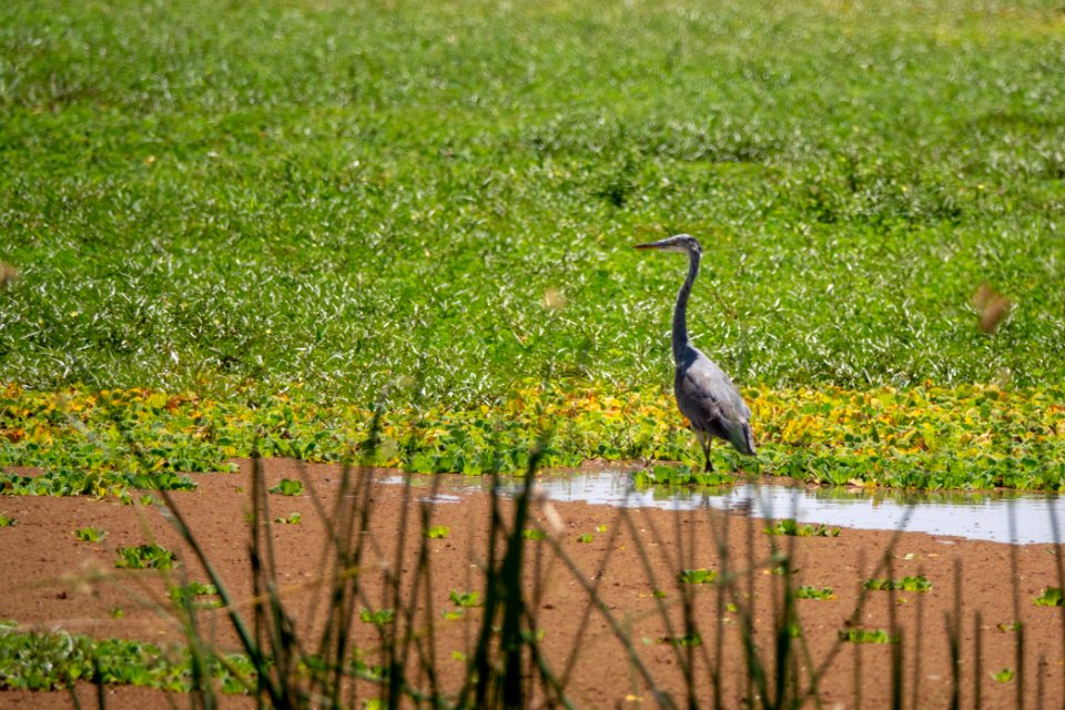 (Pelecaniformes: Ardeidae) Ardea melanocephala, Svarthuvad häger / Black-headed heron
