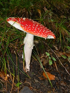 Forest mushrooms poisonous photo