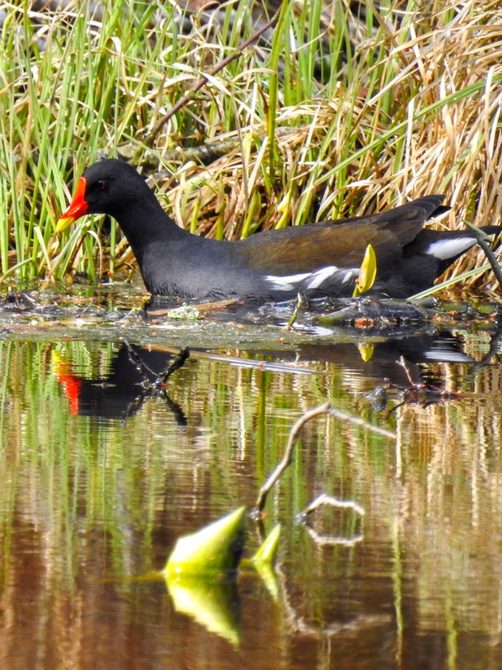 (Gruiformes: Rallidae) Gallinula chloropus, Rörhöna / Moorhen