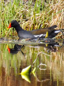 (Gruiformes: Rallidae) Gallinula chloropus, Rörhöna / Moorhen