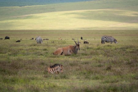 (Artiodactyla: Bovidae) Taurotragus oryx, Eland